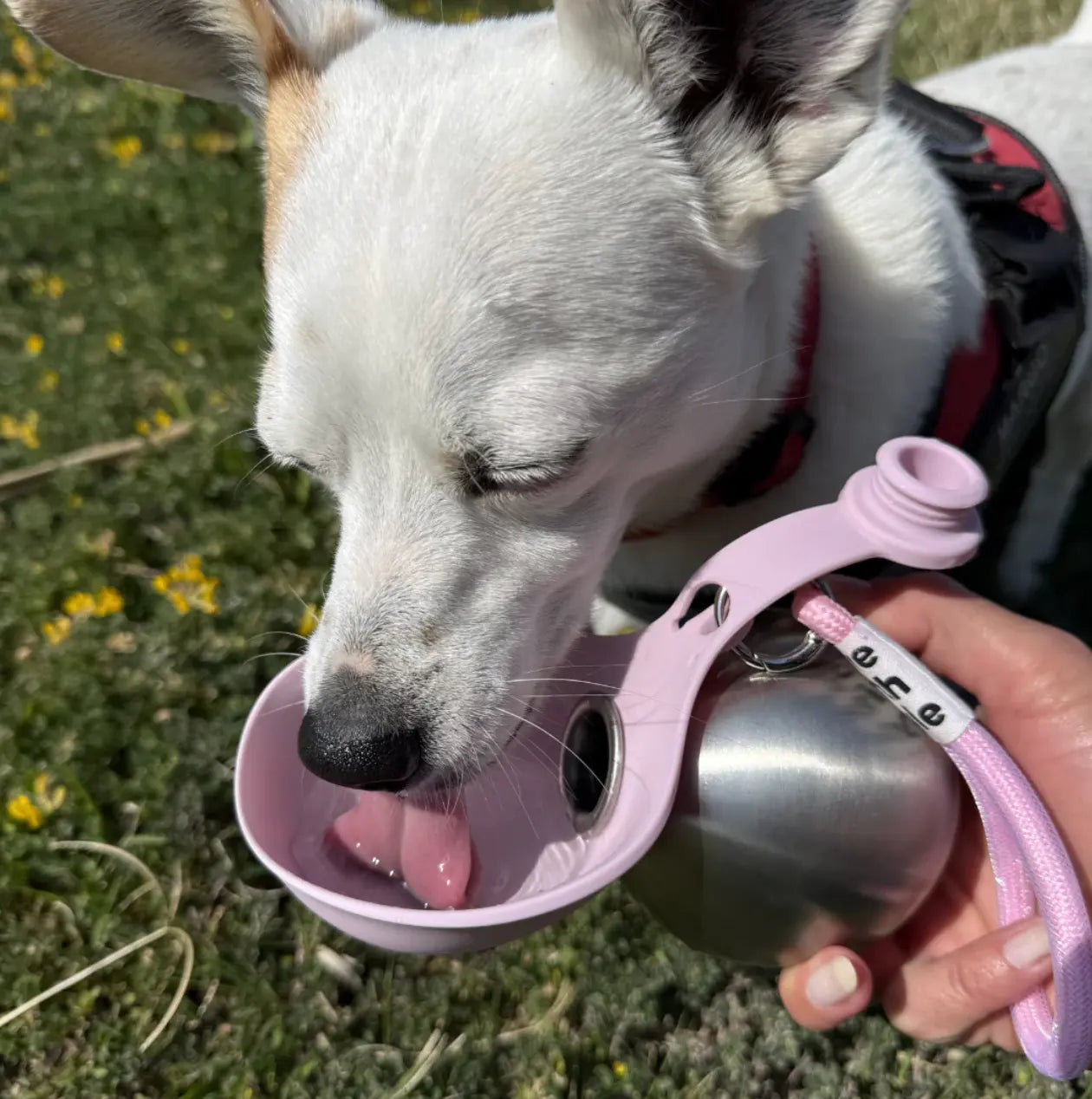 Pawly™ SipNGo